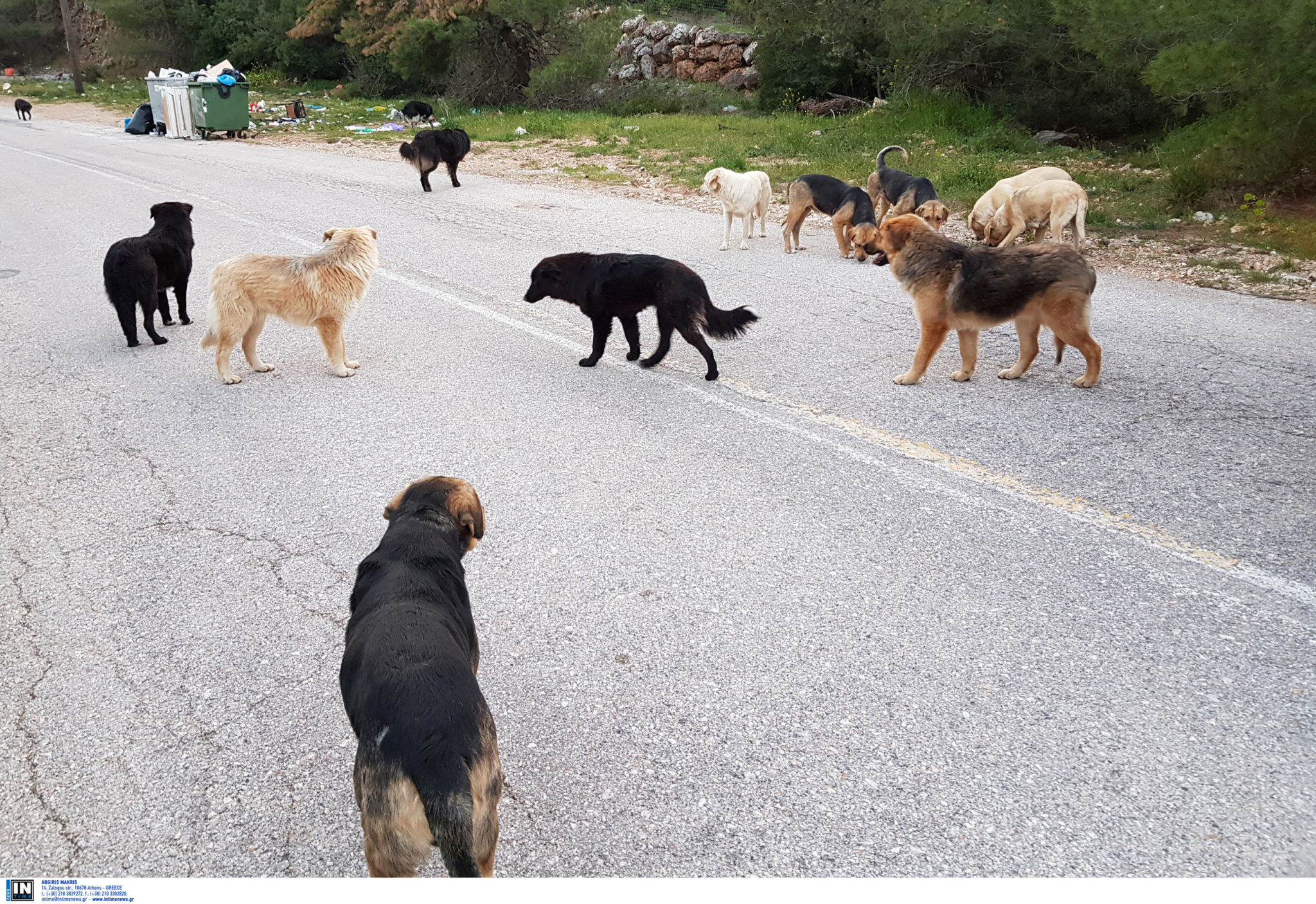 Σκυλιά, Αγέλη