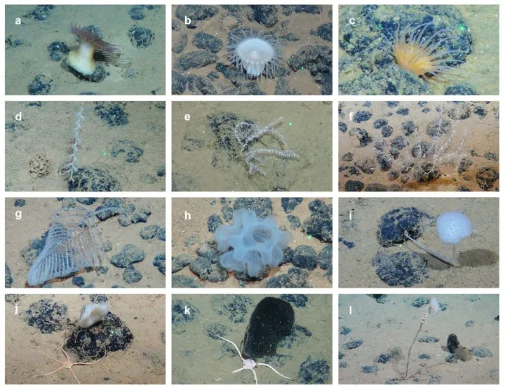 Μια ποικιλία ζώων της βαθιάς θάλασσας που βρέθηκαν ανάμεσα σε πολυμεταλλικά οζίδια στη Ζώνη Clarion-Clipperton στον Ειρηνικό Ωκεανό, συμπεριλαμβανομένων θαλάσσιων ανεμώνων (a-c), μαλακών κοραλλιών (d-f), μαύρων κοραλλιών (g), σπόγγων (h-l) και οφιούρων (j, k). Πηγή: Ann Vanreusal, Ana Hilario και άλλοι συγγραφείς, CC 4.0 