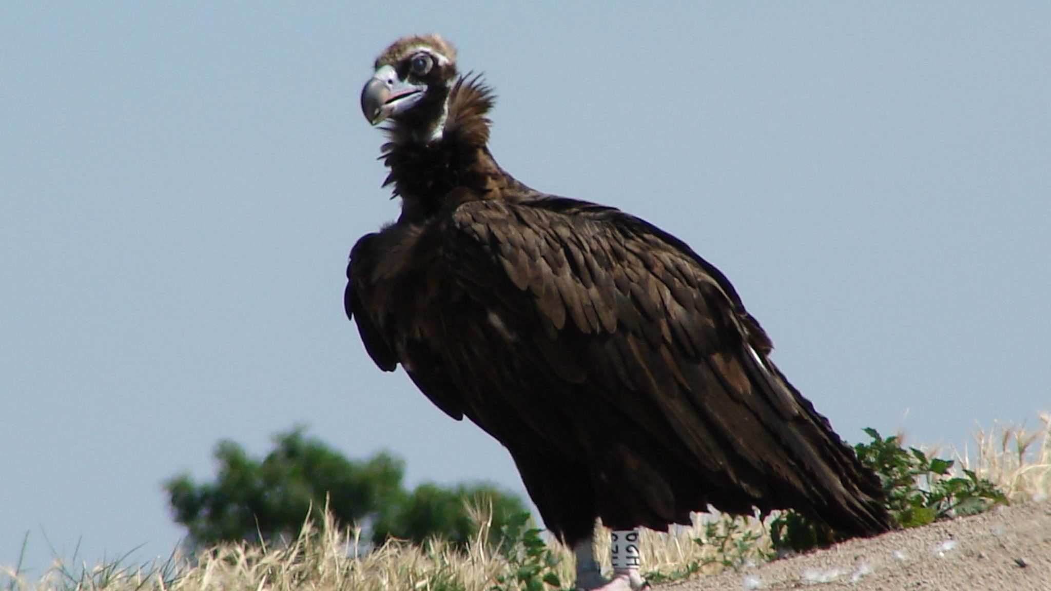 Μαυρόγυπας