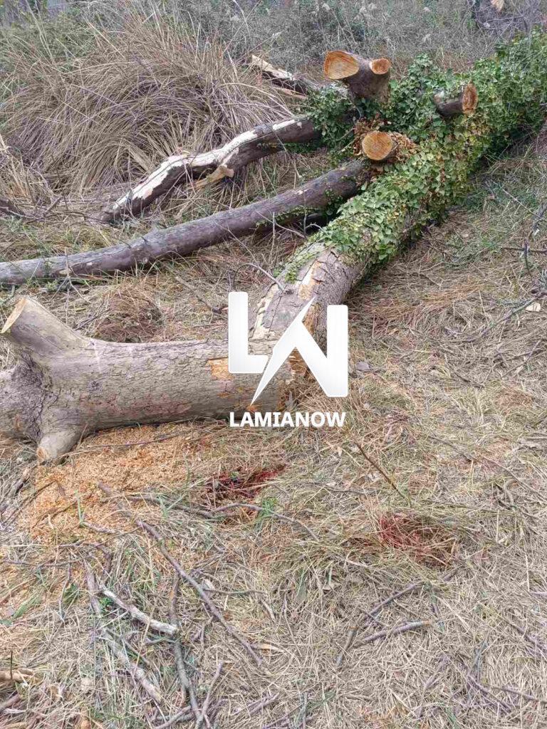 ΤΡΑΓΩΔΙΑ ΛΑΜΙΑ