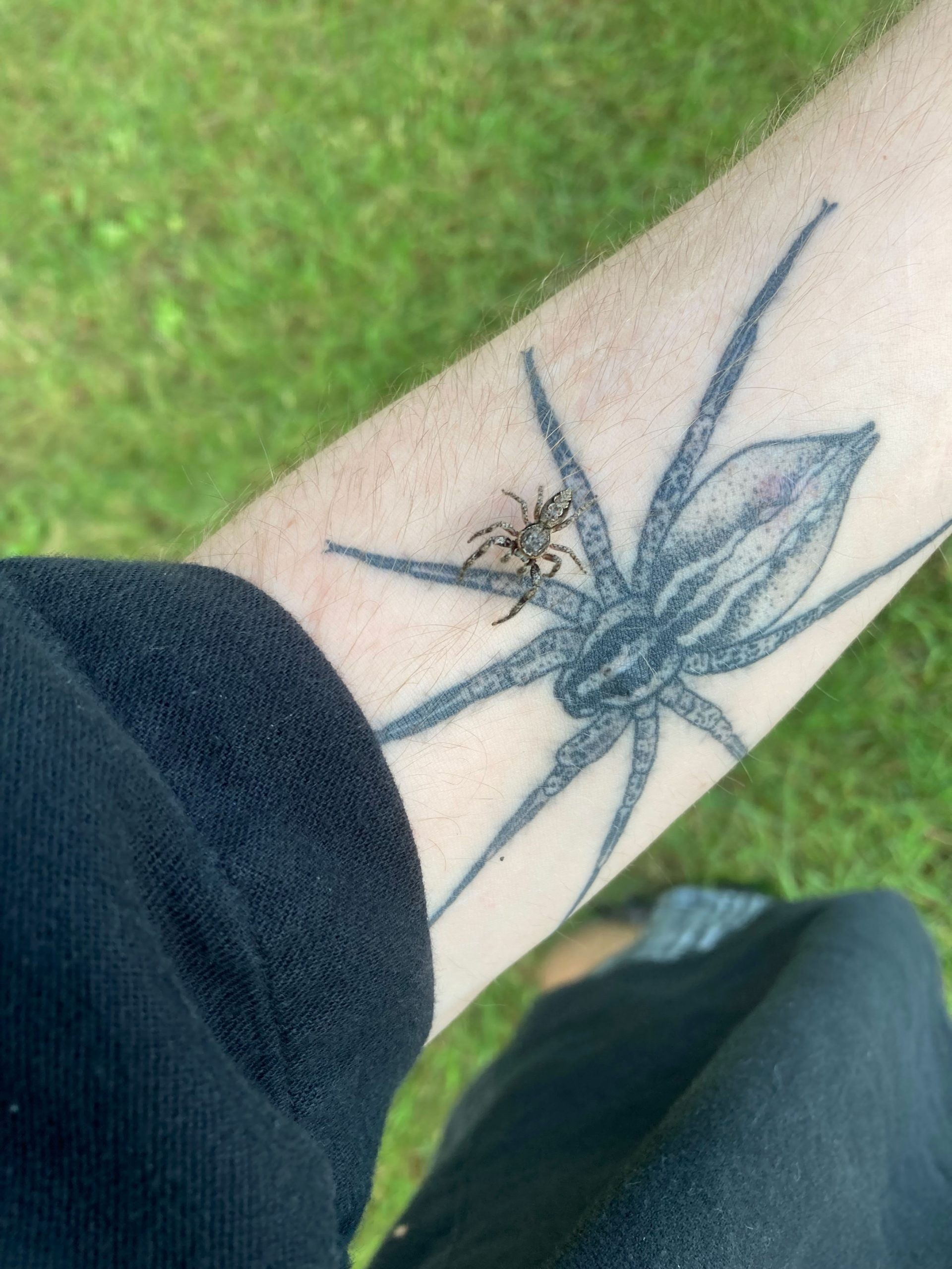 Ο επικεφαλής συγγραφέας Wes Walsh, το τατουάζ του που απεικονίζει την Agelenopsis pennsylvanica (την αράχνη του γρασιδιού της Πενσυλβάνια) και μία από τις εμπνεύσεις για αυτή τη μελέτη, μια ζωντανή Platycryptus undatus (καφέ αράχνη-άλτης). Πηγή: Wes Walsh