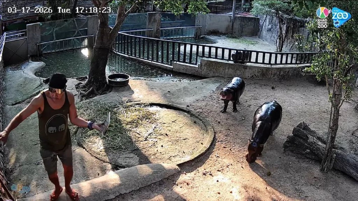 Στιγμιότυπο βίντεο, Πηγή: Youtube/@OnePlanetThailand