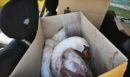 Κορωνησία: Κύκνος εντοπίστηκε τραυματισμένος από σφαίρα στη λιμνοθάλασσα του Αμβρακικού - ΒΙΝΤΕΟ