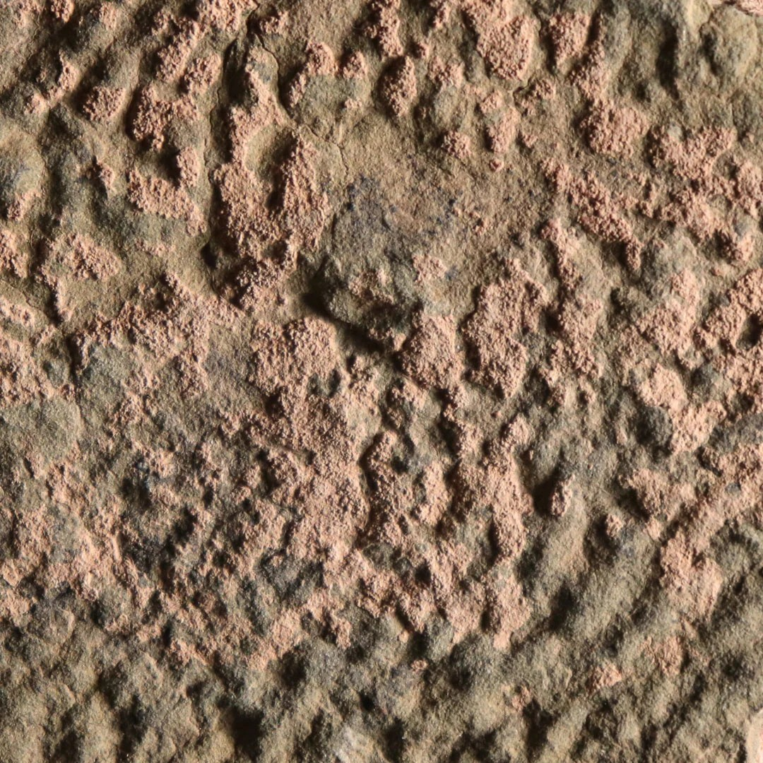 Δείγμα ιζηματογενούς πετρώματος καλυμμένο με δομές ρυτίδωσης που σχηματίστηκαν από μικροβιακά στρώματα. Κάθε πτυχή έχει μήκος λίγων χιλιοστών. Πηγή: UT Jackson School of Geosciences