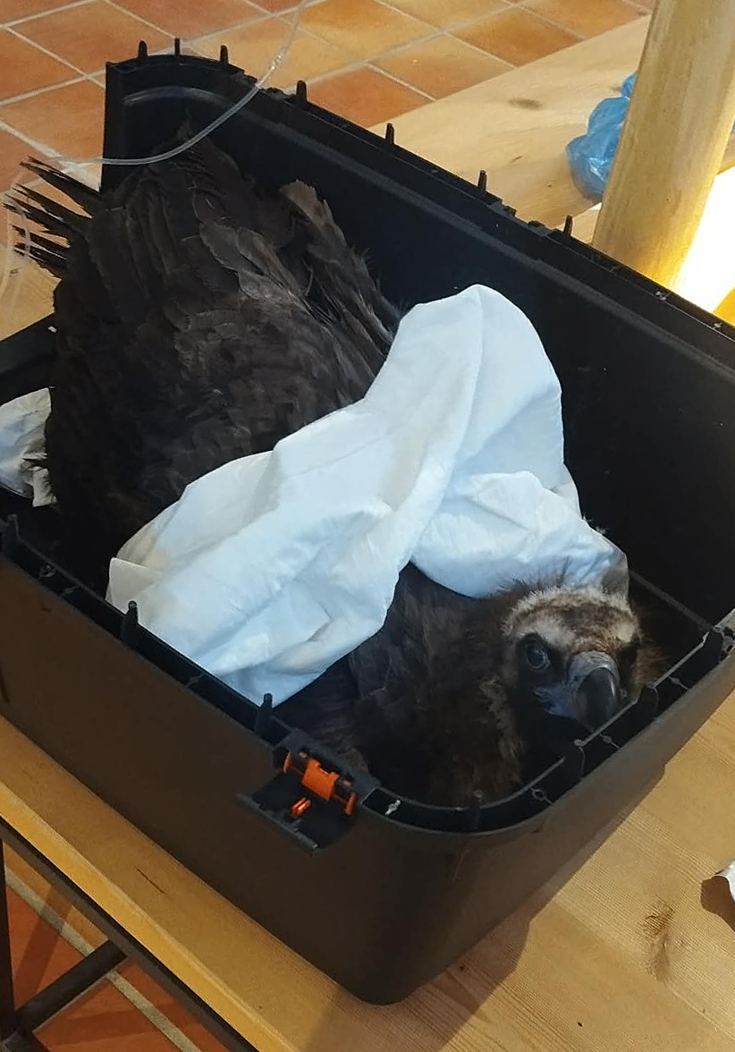 μαυρόγυπας