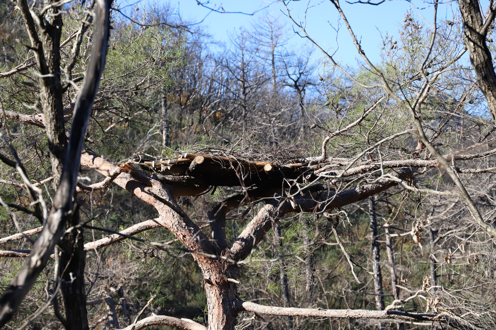Οργανισμός Φυσικού Περιβάλλοντος και Κλιματικής Αλλαγής-ΟΦΥΠΕΚΑ