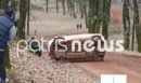 Και δεύτερο ατύχημα στο 46ο Ολυμπιακό Ράλλυ - «Τούμπαρε» αγωνιστικό όχημα - Δείτε το βίντεο