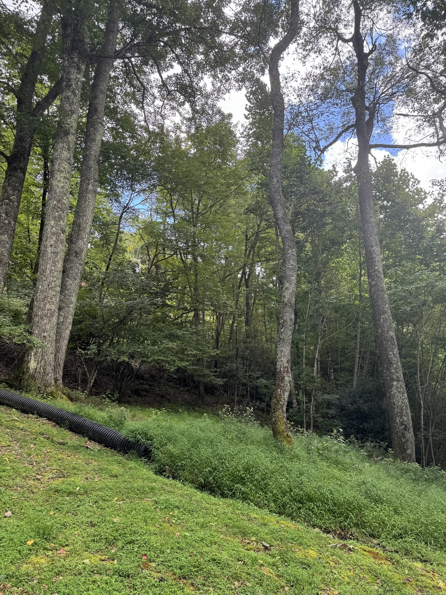 οπτική ψευδαίσθηση, έλάφι