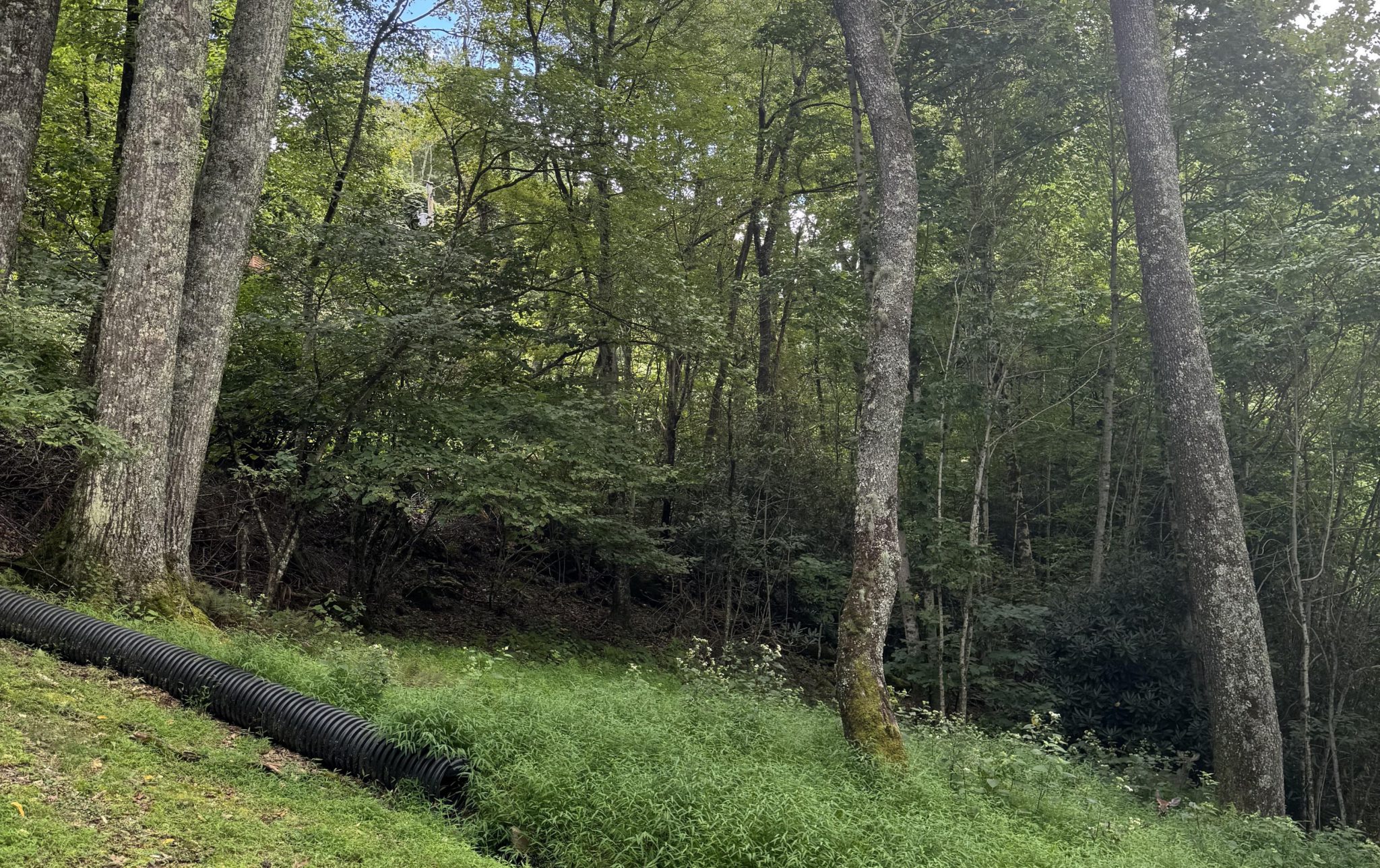 οπτική ψευδαίσθηση, ελάφι