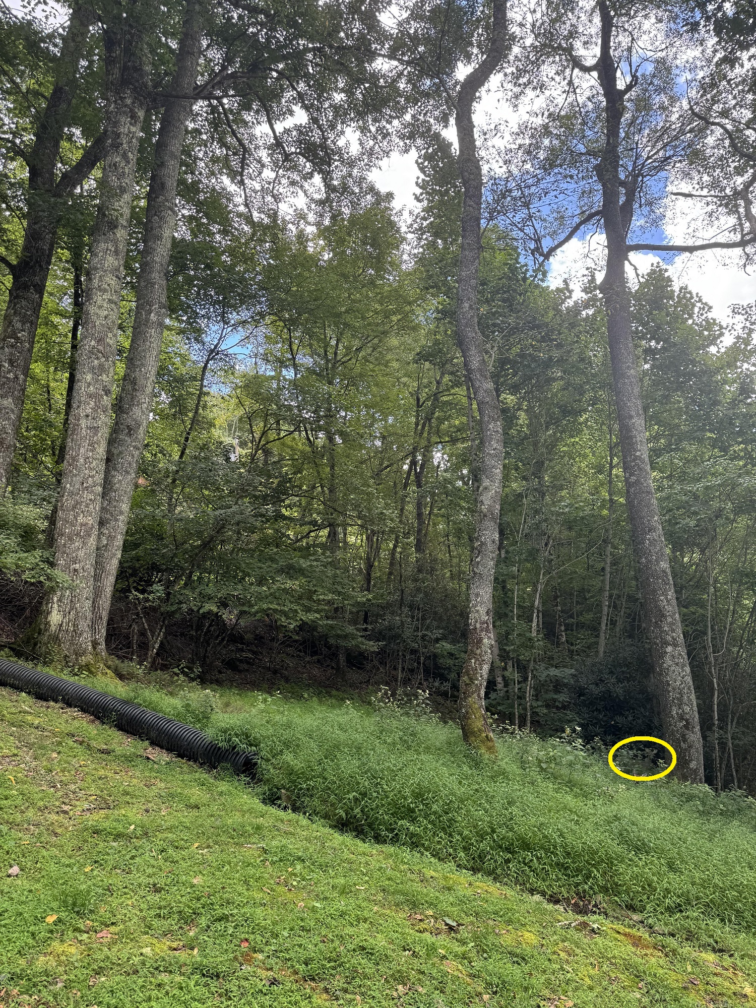 οπτική ψευδαίσθηση, έλάφι