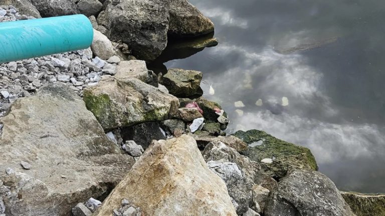 Οπτική ψευδαίσθηση, φίδι