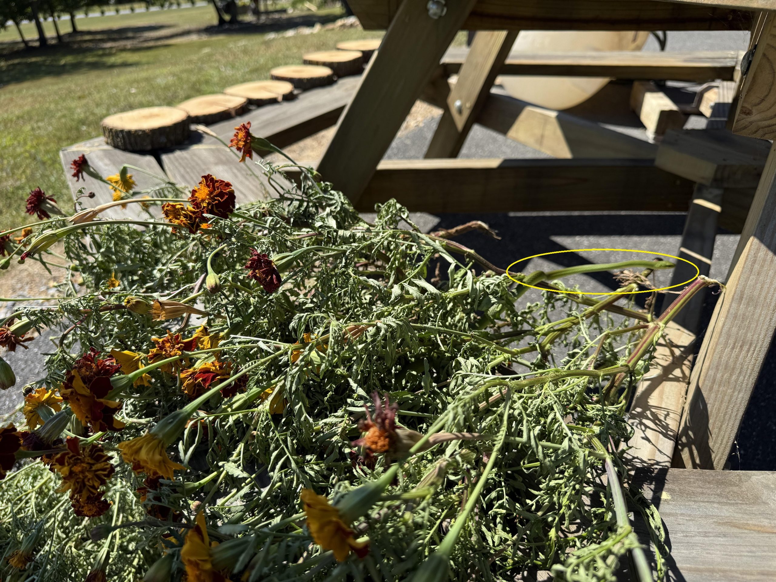 Οπτική ψευδαίσθηση, φίδι