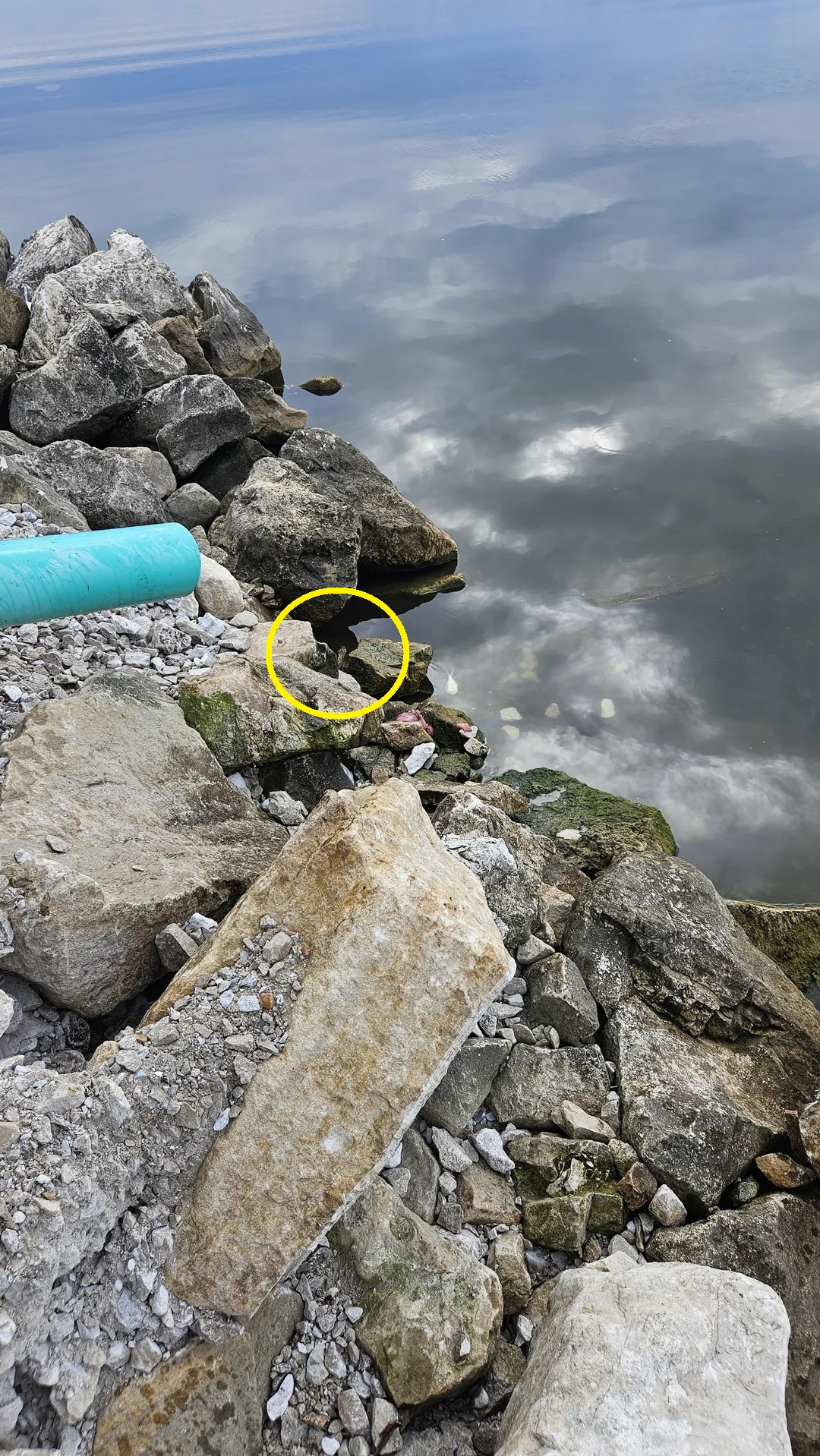 Οπτική ψευδαίσθηση, φίδι