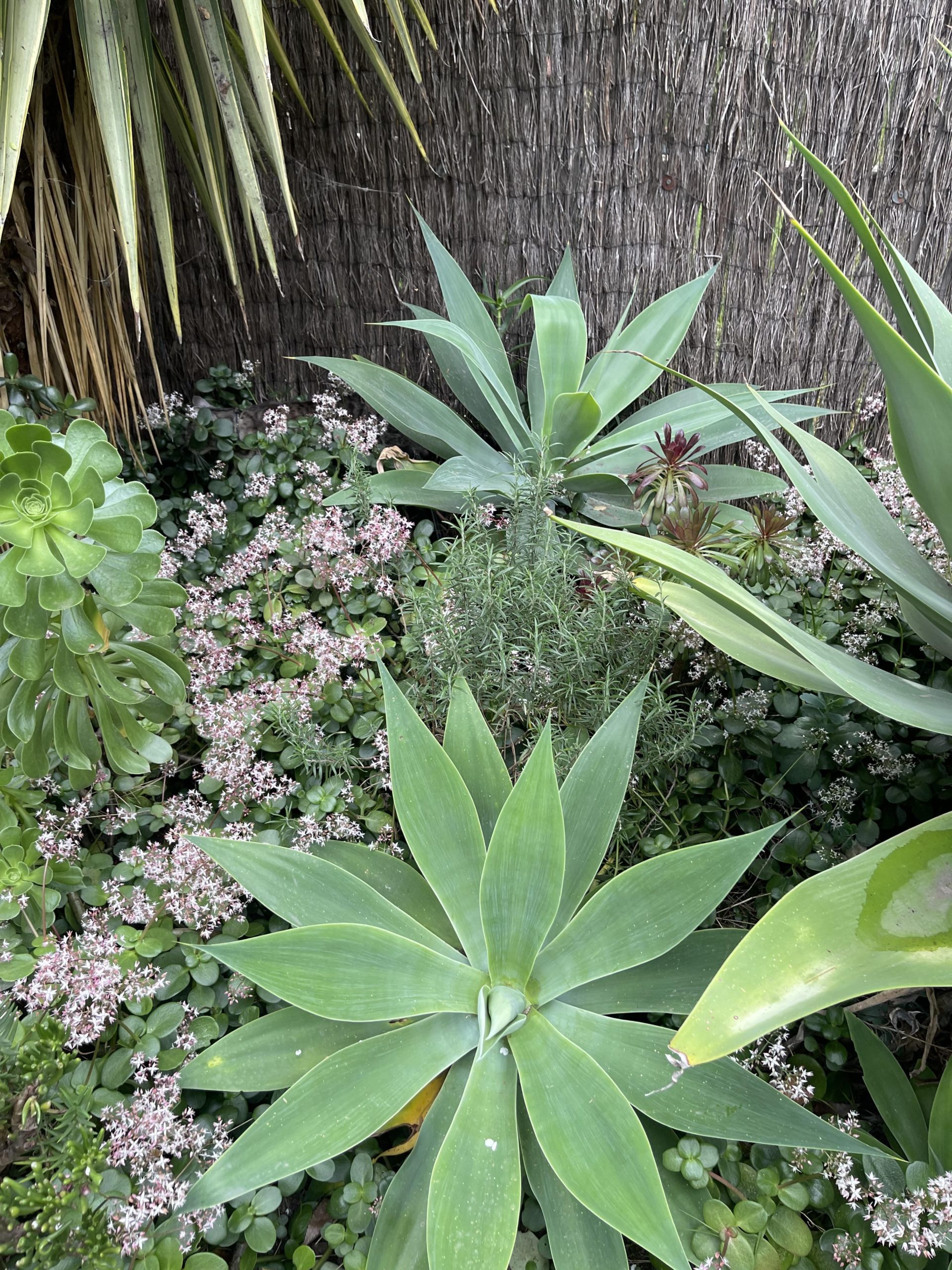 οπτική ψευδαίσθηση, γάτα