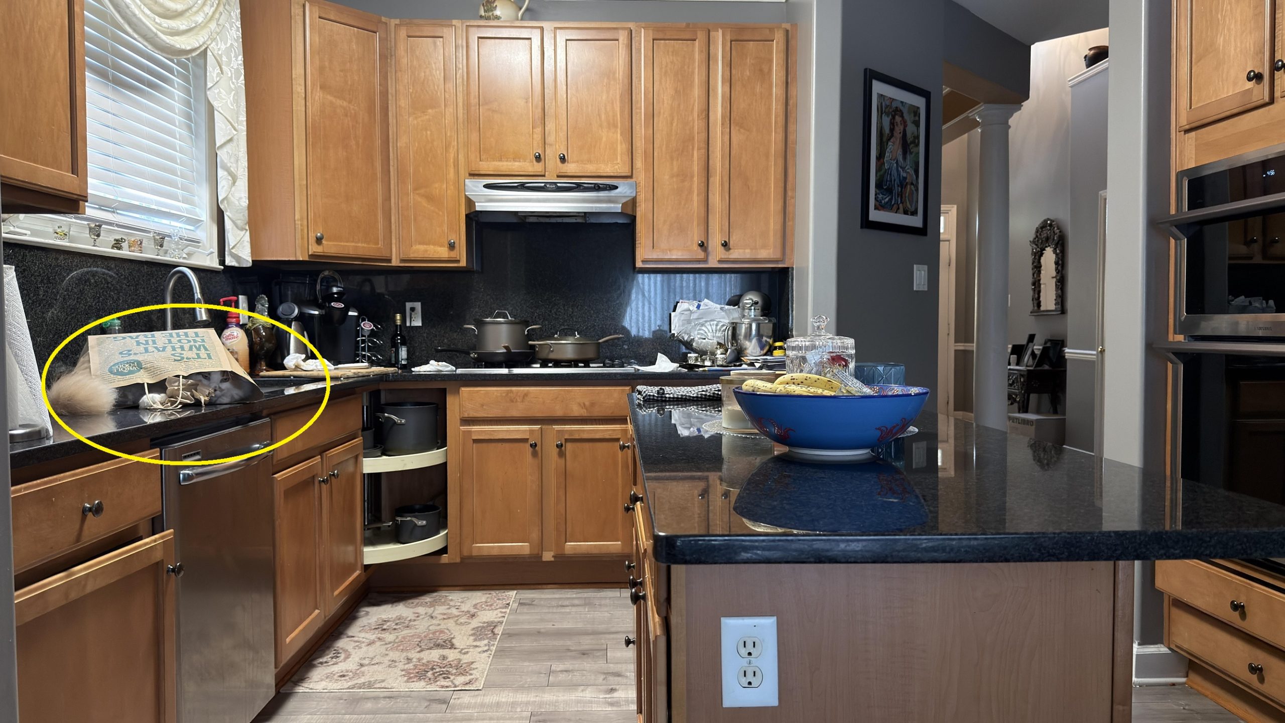 Οπτική ψευδαίσθηση, γάτα