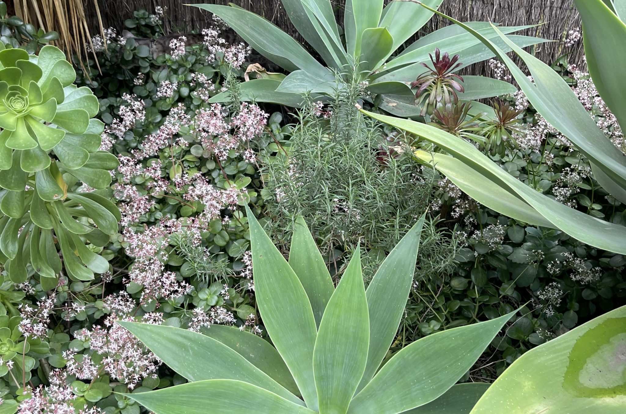 οπτική ψευδαίσθηση, γάτα
