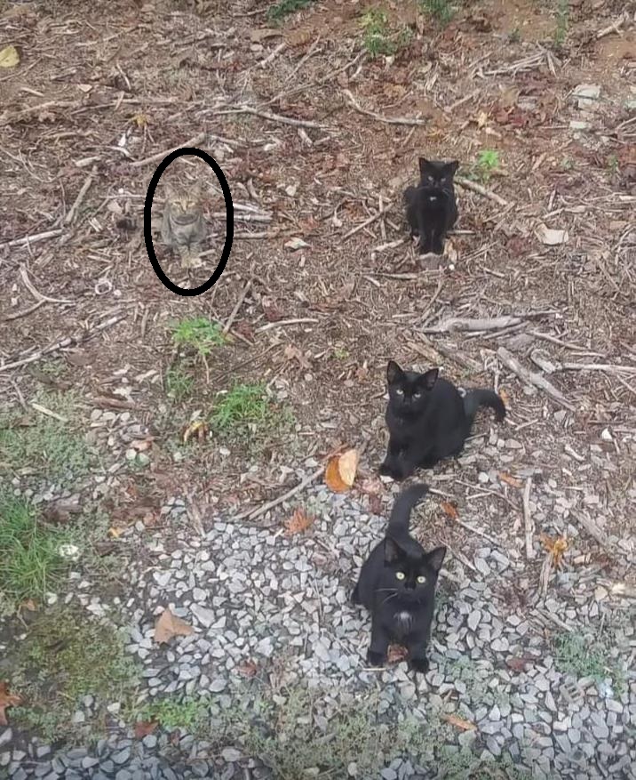 Οπτική ψευδαίσθηση, γάτα