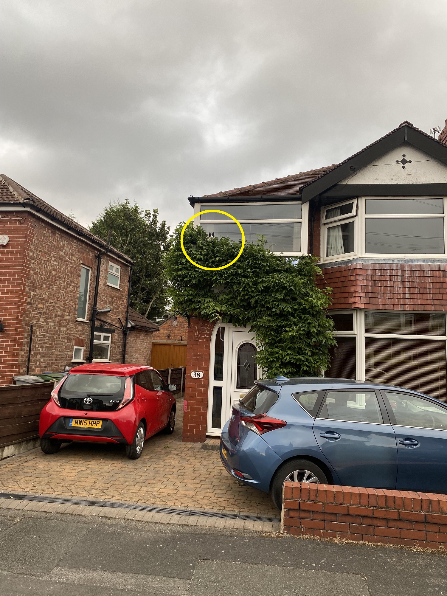 Οπτική ψευδαίσθηση, γάτα