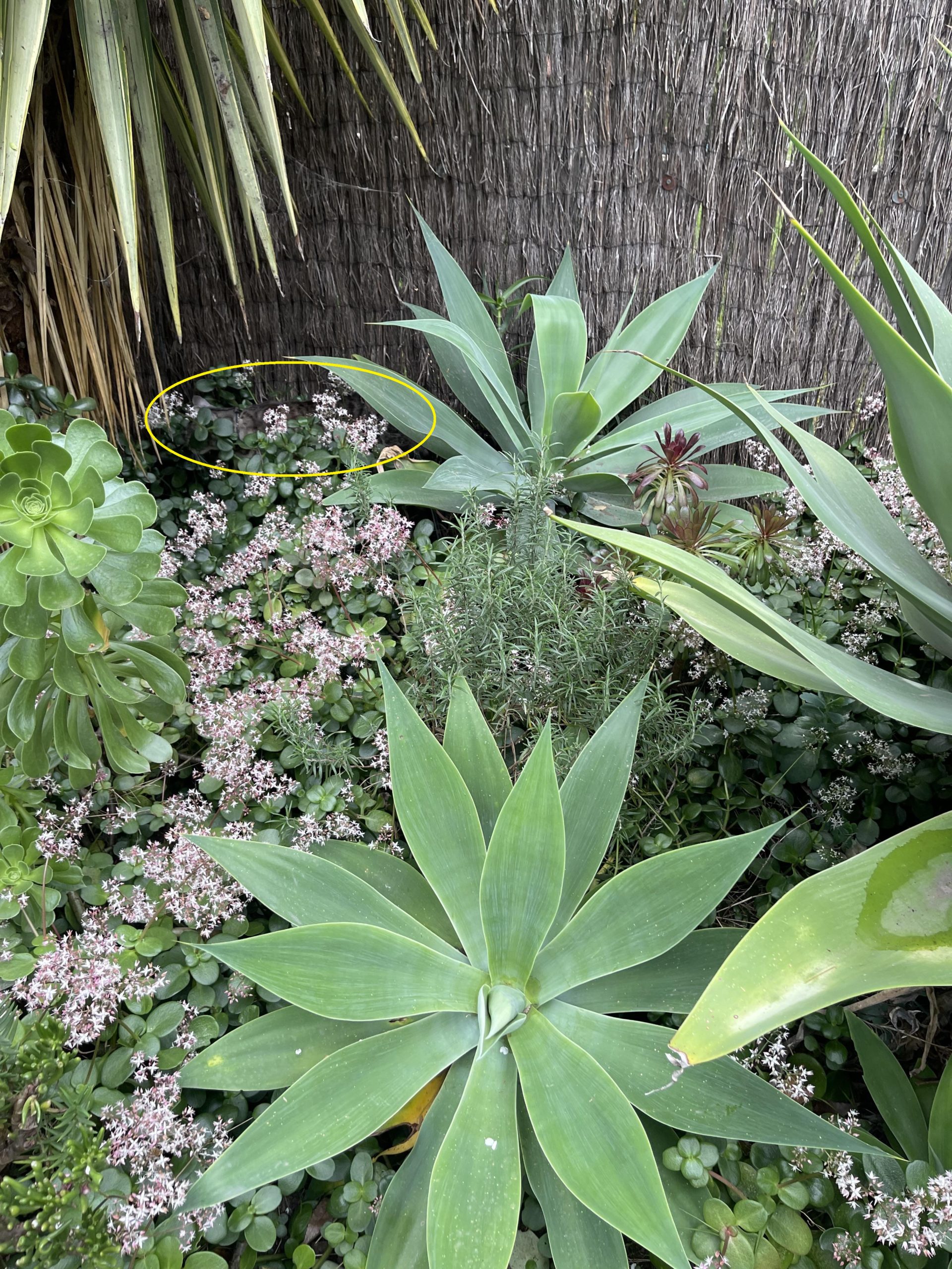 οπτική ψευδαίσθηση, γάτα