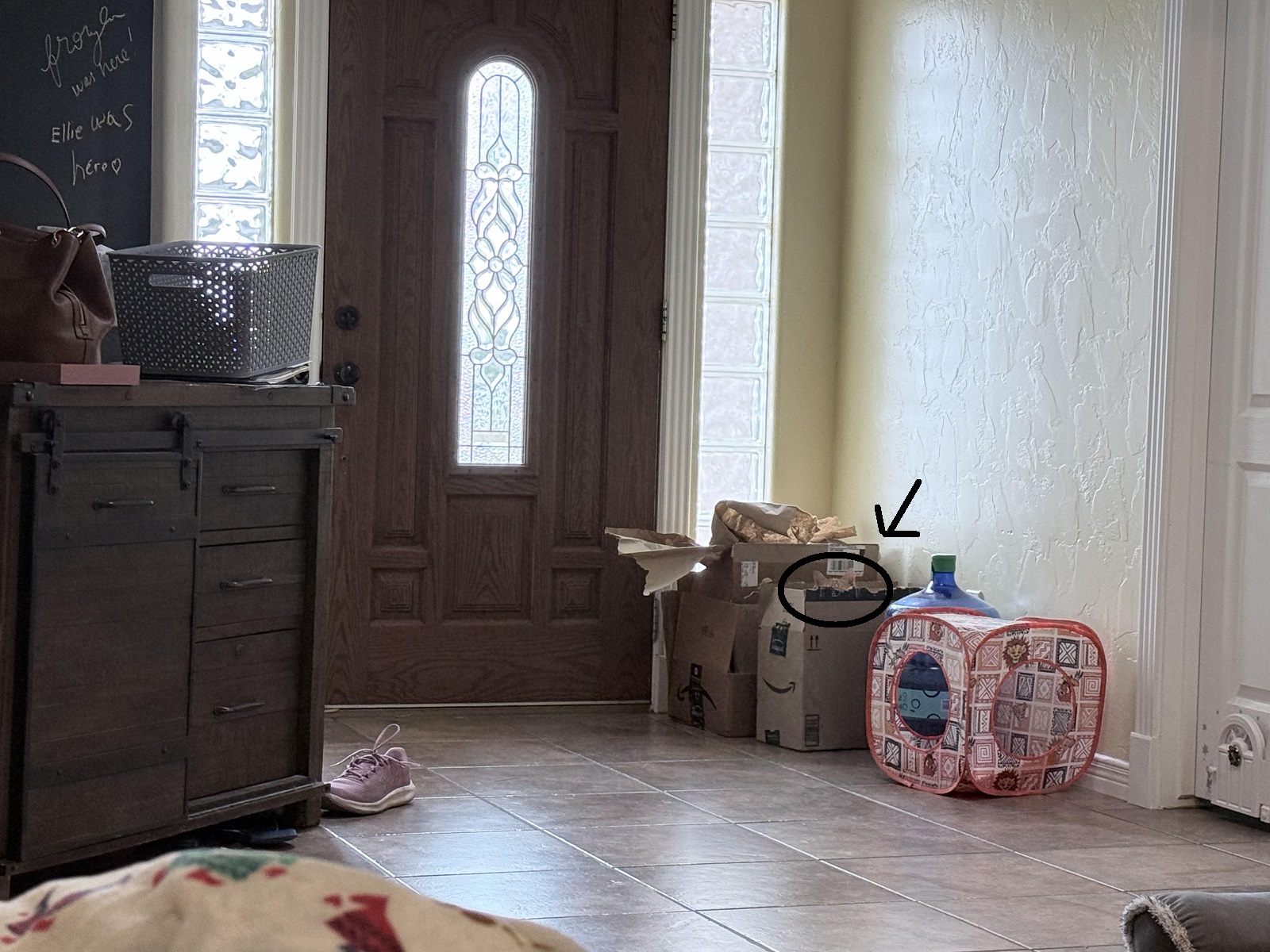 Οπτική ψευδαίσθηση, γάτα