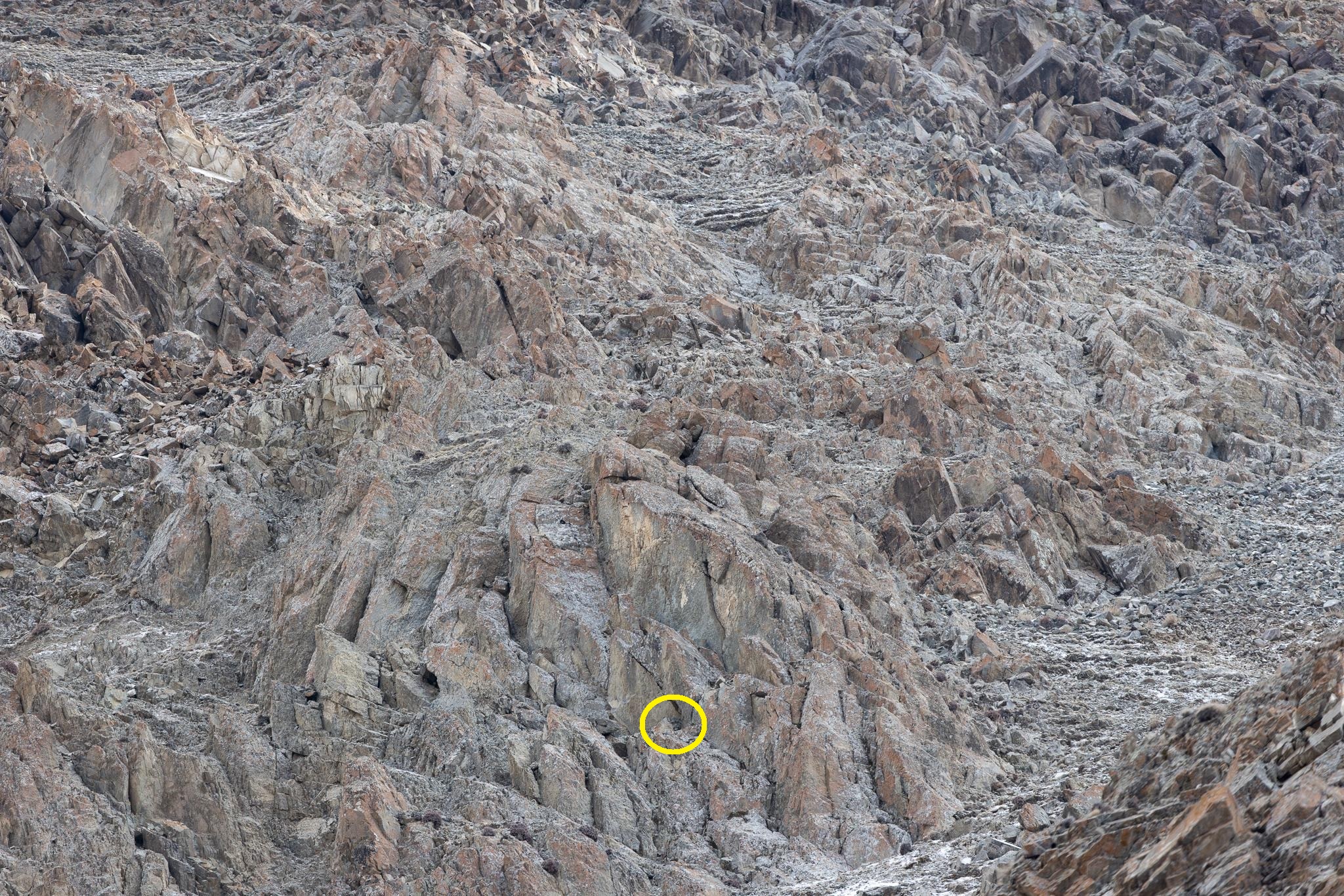 Οπτική ψευδαίσθηση, λεοπάρδαλη