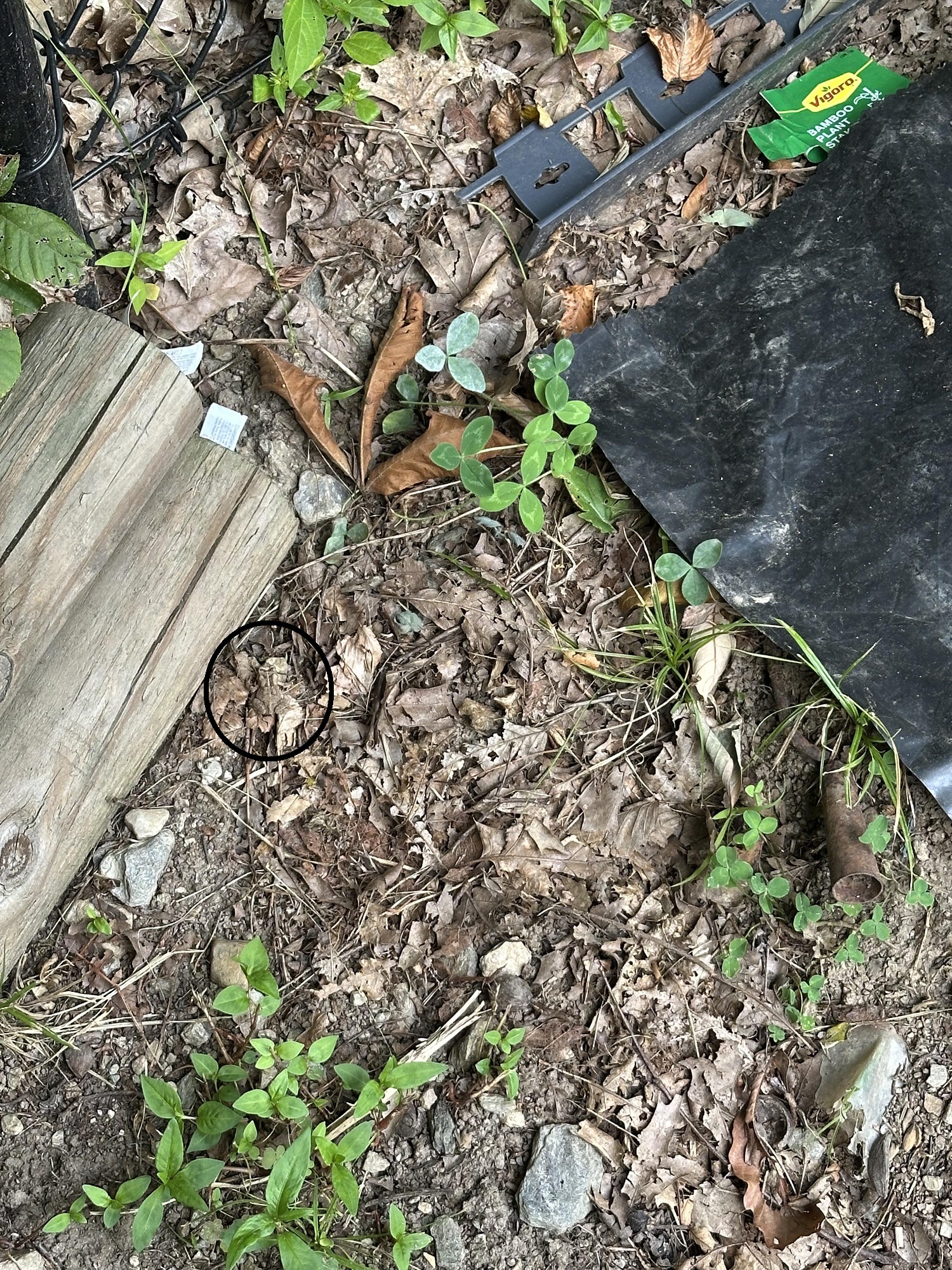 Οπτική ψευδαίσθηση, βάτραχος