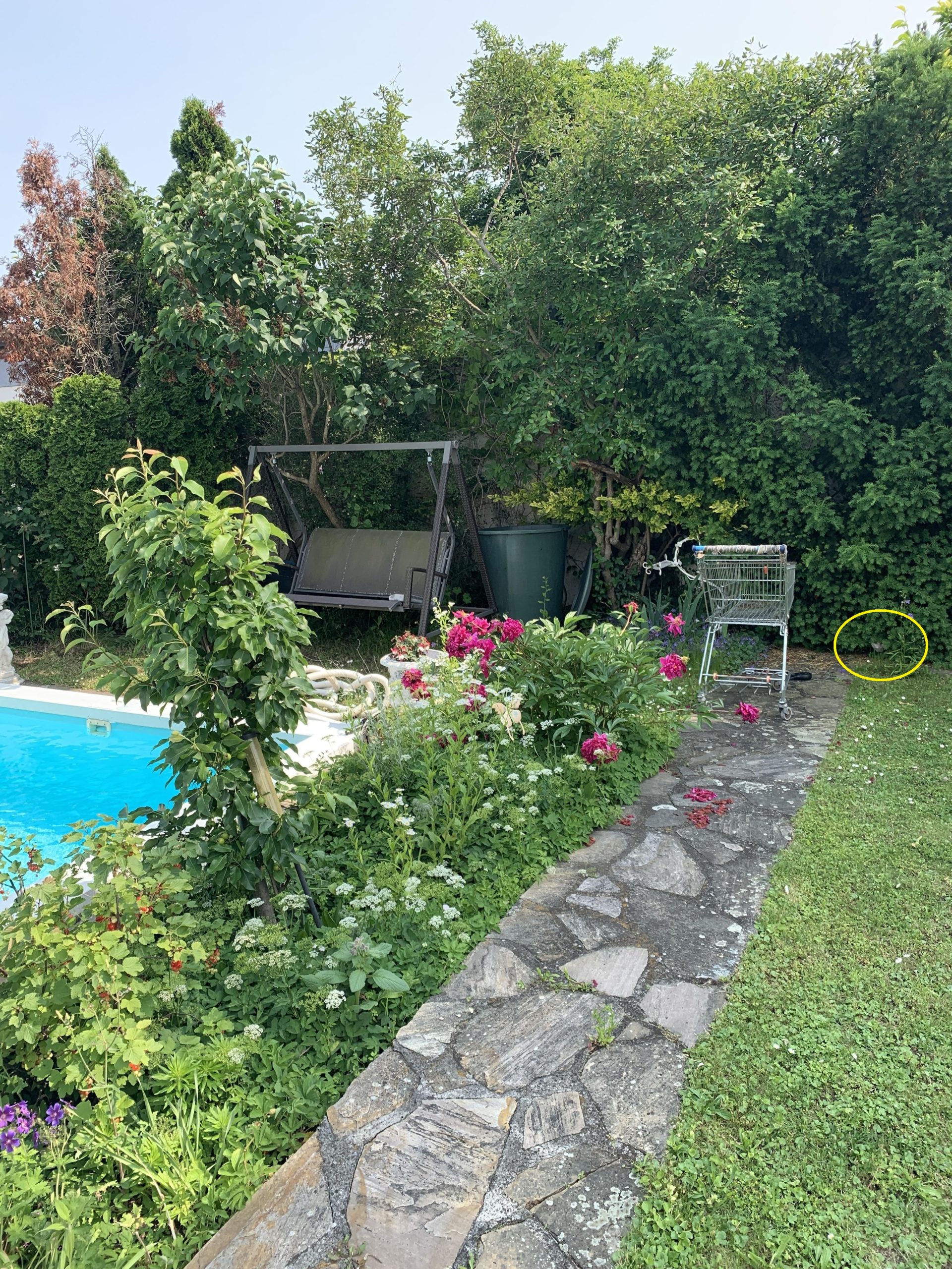 Οπτική ψευδαίσθηση, λευκή γάτα