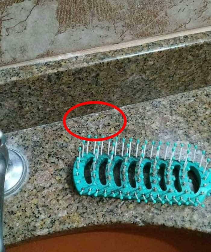 Οπτική ψευδαίσθηση, σαύρα