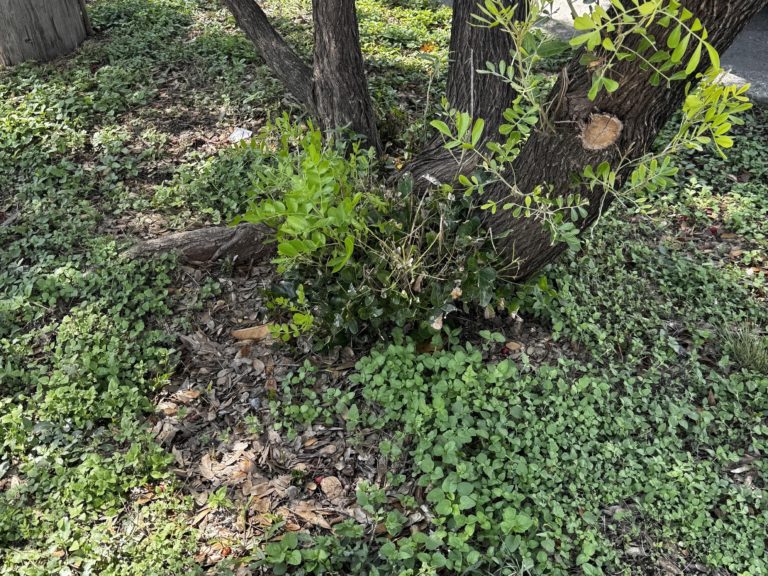 Οπτική ψευδαίσθηση, σαύρα