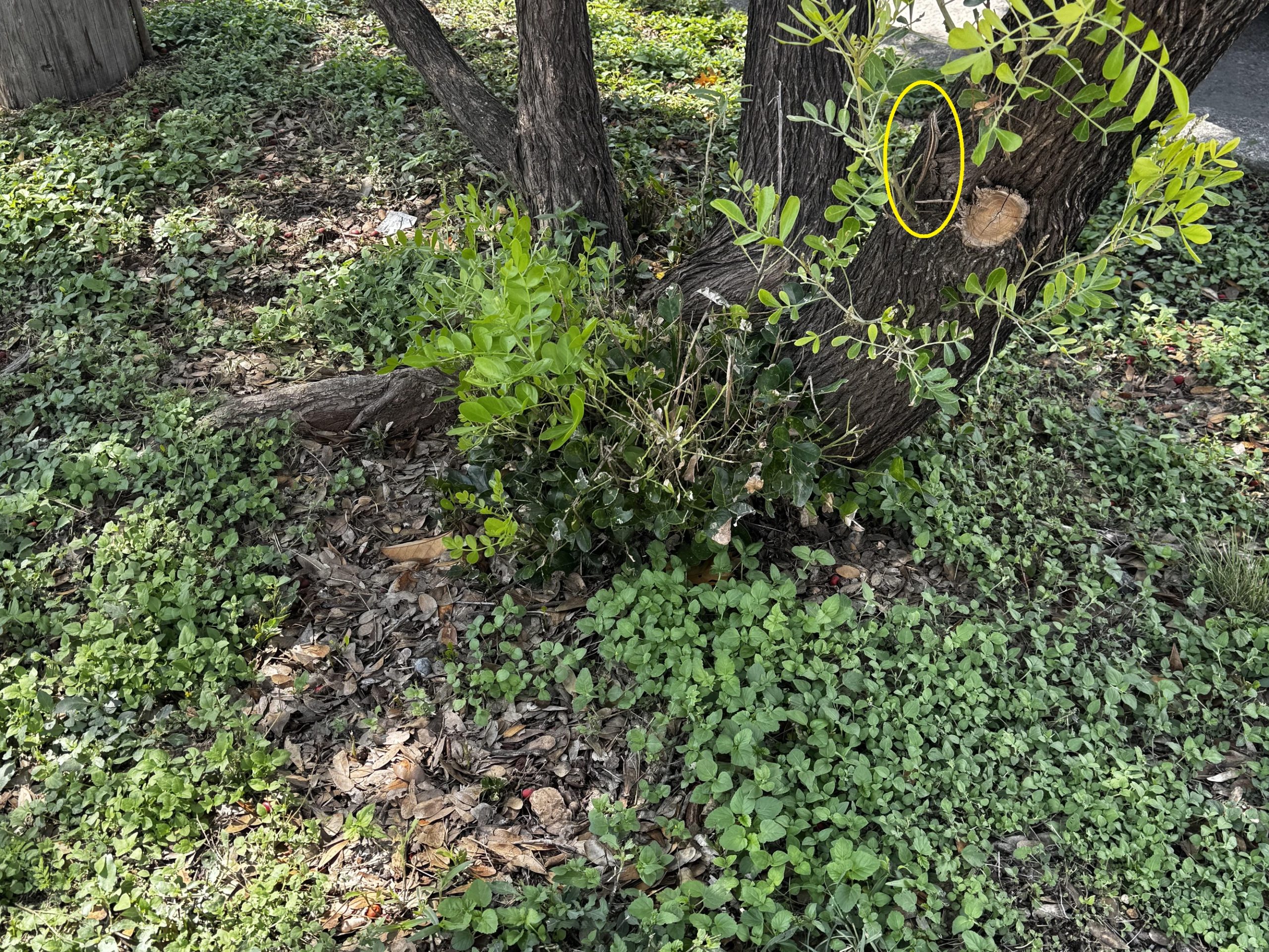 Οπτική ψευδαίσθηση, σαύρα