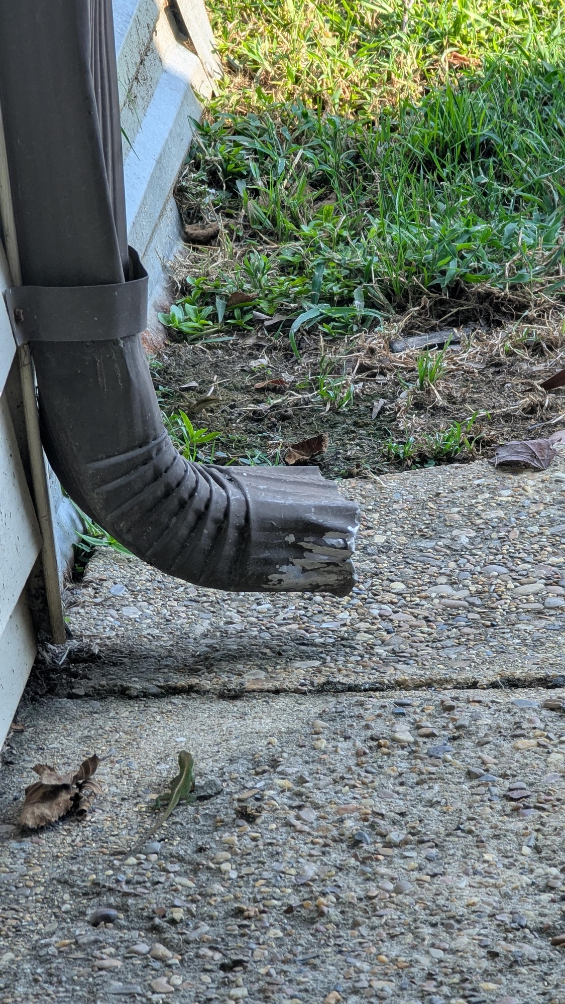 Οπτική ψευδαίσθηση, σαύρες