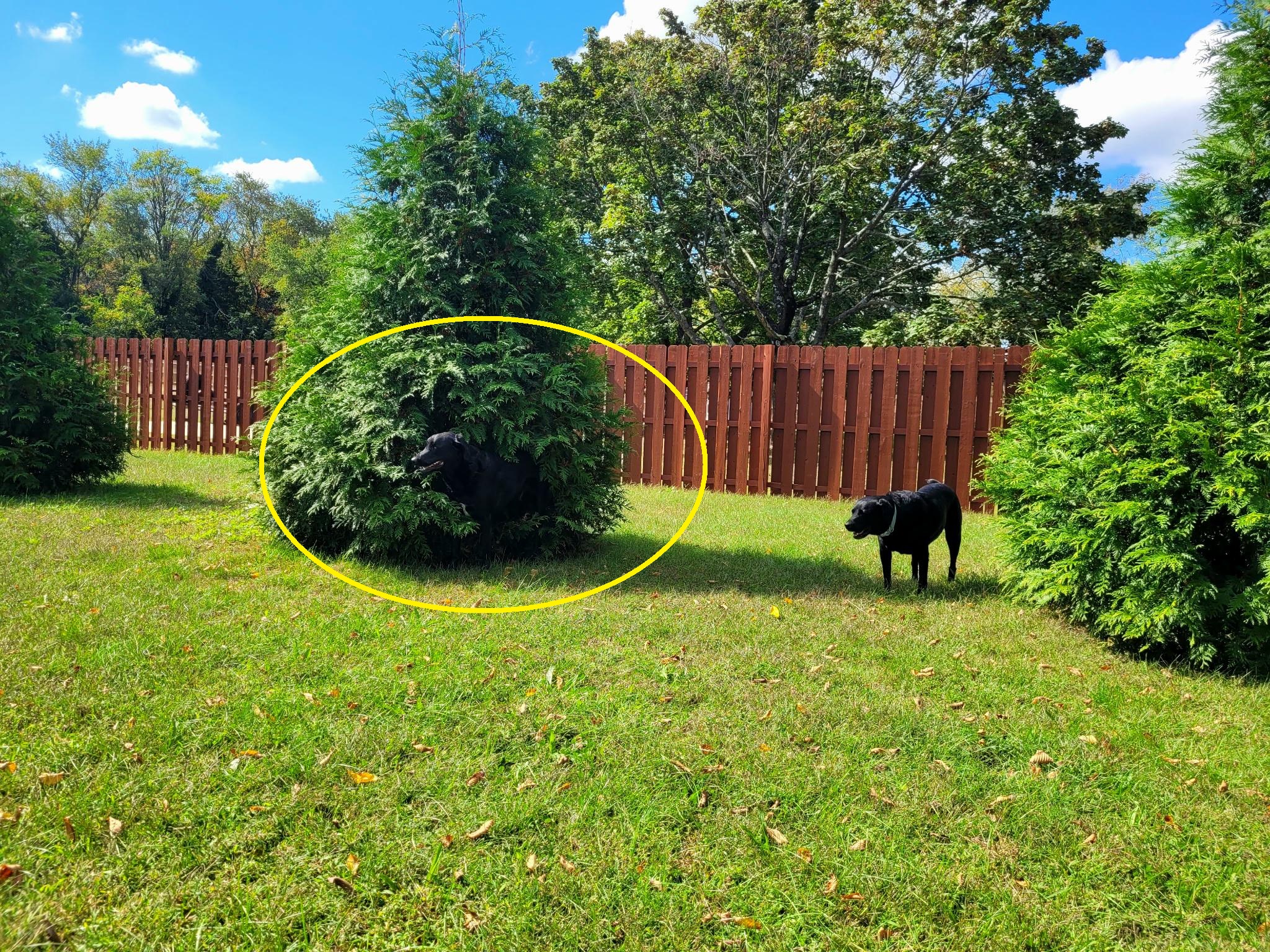 Οπτική ψευδαίσθηση, σκύλος