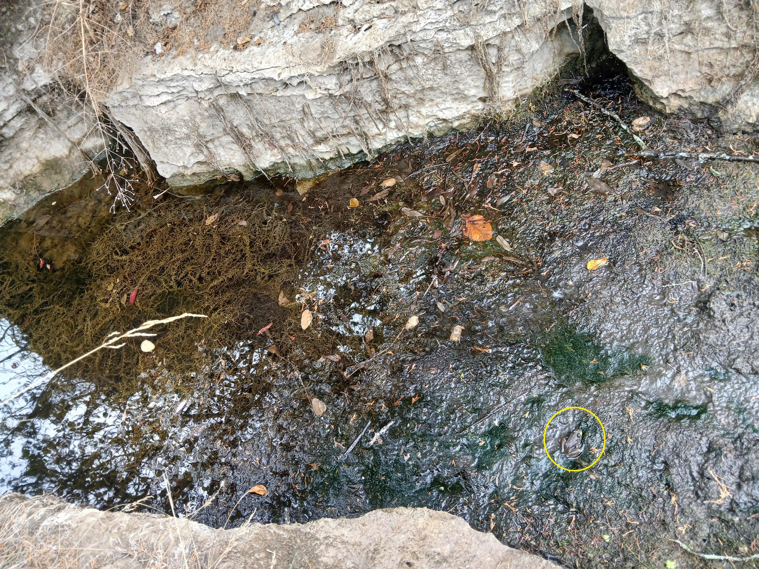 οπτική ψευδαίσθηση, βάτραχος