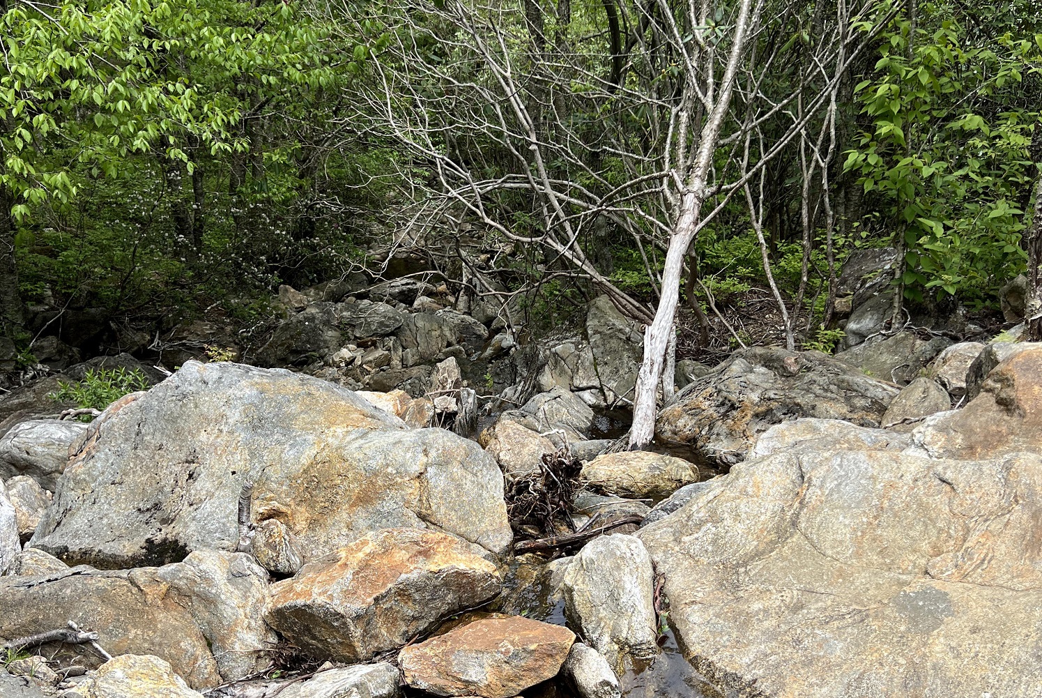 Οπτική ψευδαίσθηση: Μόνο όσοι έχουν τέλεια όραση μπορούν να εντοπίσουν το φίδι μέσα σε 11 δευτερόλεπτα