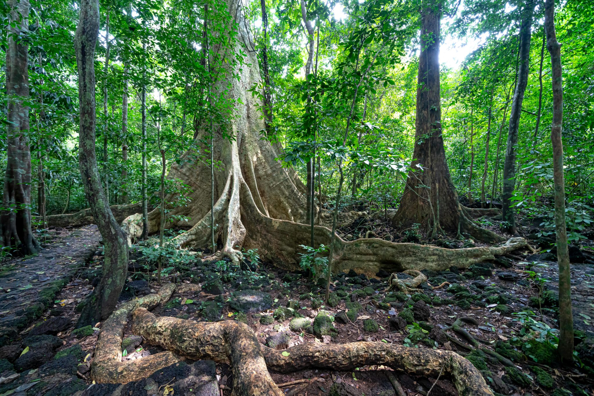 Μόλις τα φυτά εδραιώθηκαν, μεταμόρφωσαν τον πλανήτη μας. Φωτογραφία: Pexels 