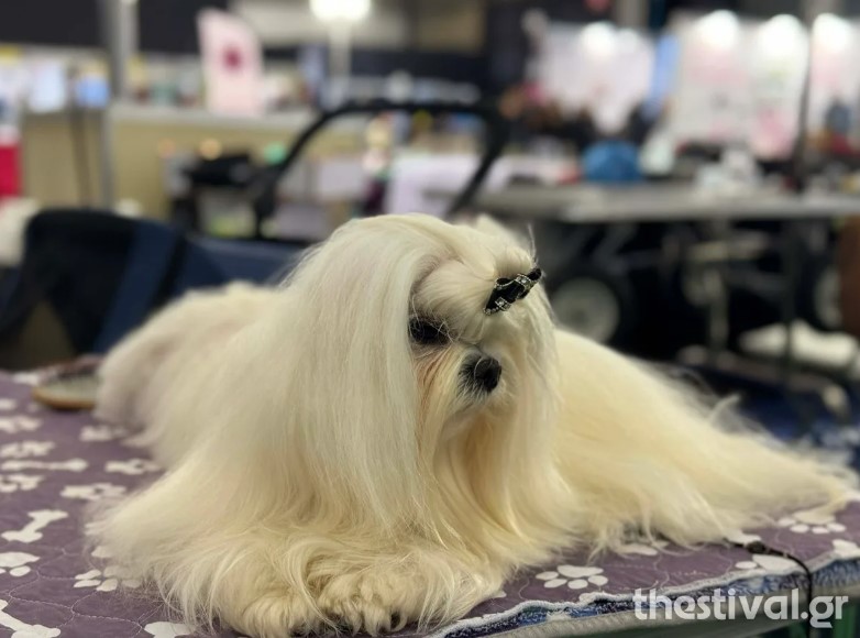 ΣΚΥΛΟΣ ΘΕΣΣΑΛΟΝΙΚΗ