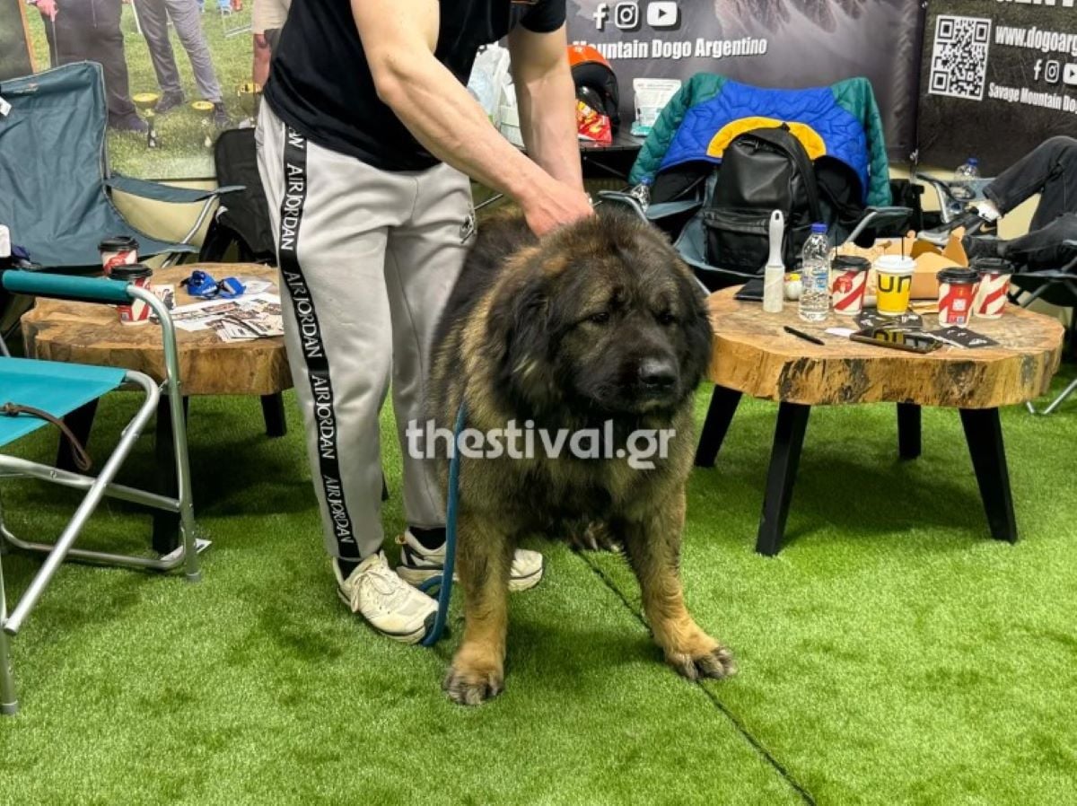 ΣΚΥΛΟΣ ΘΕΣΣΑΛΟΝΙΚΗ