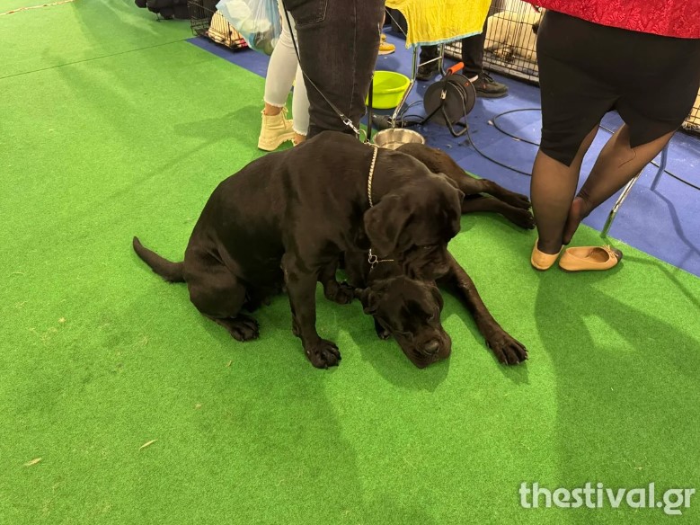 ΣΚΥΛΟΣ ΘΕΣΣΑΛΟΝΙΚΗ