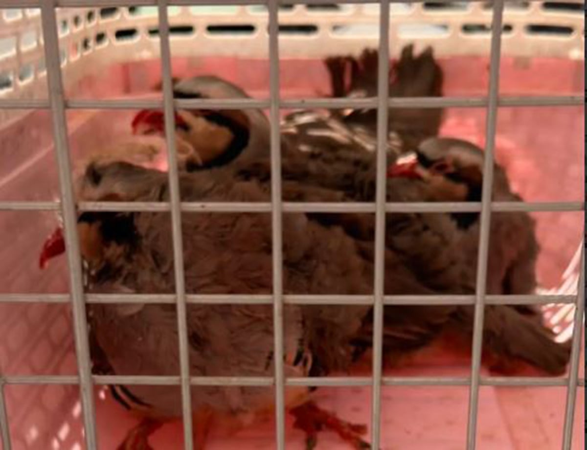 Αμπελόκηποι: Νέες φωτογραφίες και βίντεο από τη «φάρμα» στην ταράτσα του πολυώροφου κτιρίου – Δικογραφία για την παράνομη εκτροφή ζώων