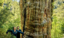 Οι επιστήμονες κοίταξαν κάτω από ένα από τα αρχαιότερα δέντρα της Γης - Αυτό που ανακάλυψαν είναι συγκλονιστικό