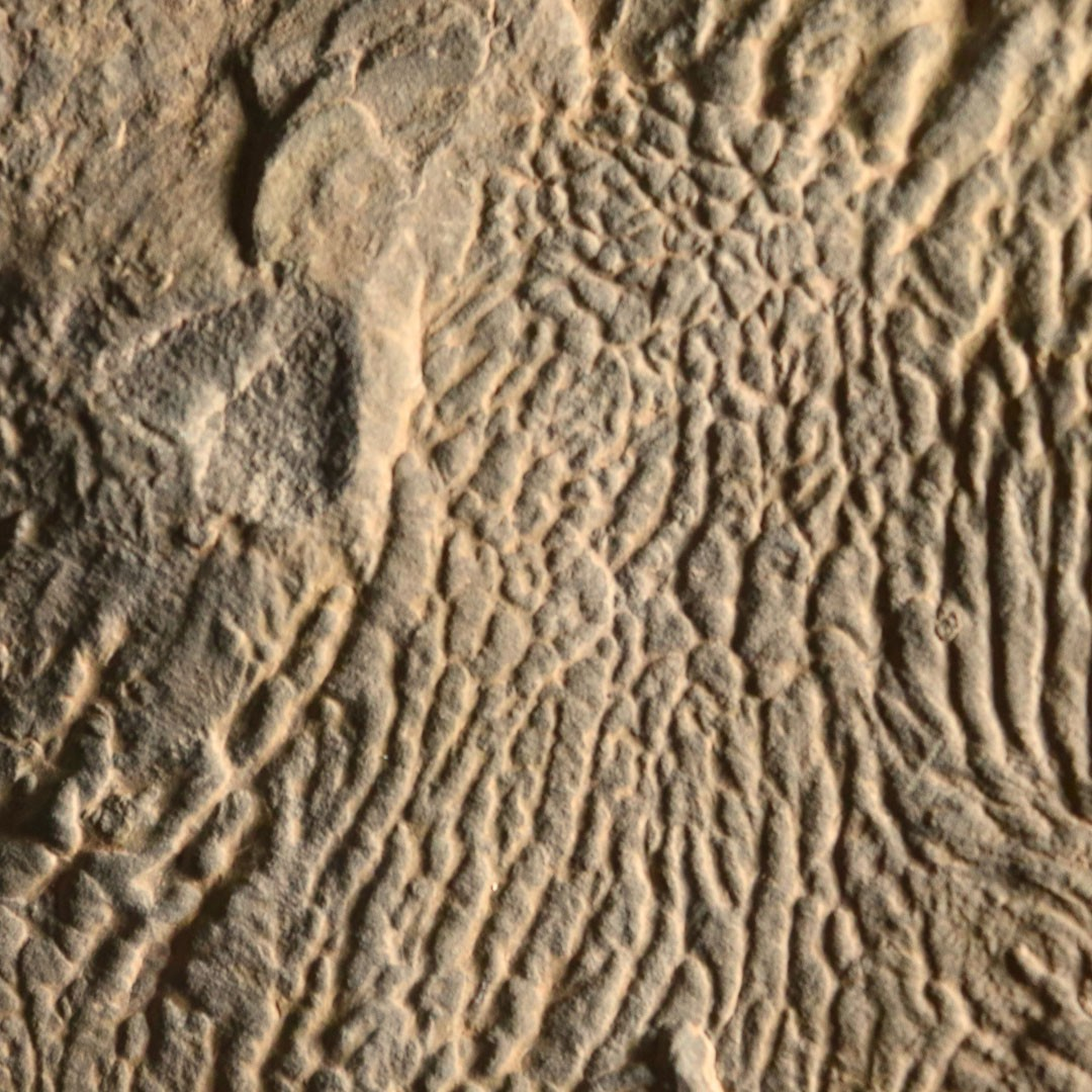 Ένα ιζηματογενές πέτρωμα με ρυτιδωμένη υφή που δεν σχηματίστηκε από μικροβιακές κοινότητες. Αυτές οι πτυχώσεις δημιουργούνται από παραμόρφωση λόγω ροής, καθώς τα ιζήματα μετακινούνται στον πυθμένα του ωκεανού κατά τη διάρκεια υποθαλάσσιων κατολισθήσεων. Κάθε χαρακτηριστικό έχει μήκος λίγων χιλιοστών. Πηγή: Jackson School of Geosciences