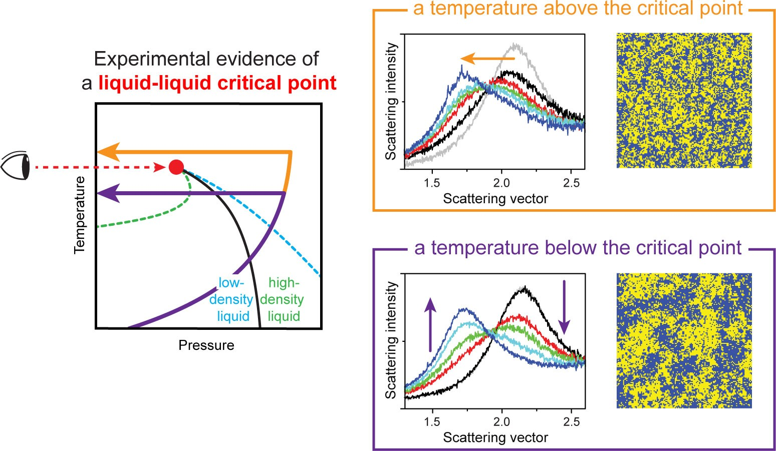 Σχηματική απεικόνιση των πειραματικών αποδείξεων για την ύπαρξη ενός κρίσιμου σημείου υγρού-υγρού, το οποίο παρατηρήθηκε με τη χρήση ενός λέιζερ ελευθέρων ηλεκτρονίων ακτίνων Χ (XFEL). Πηγή: POSTECH 