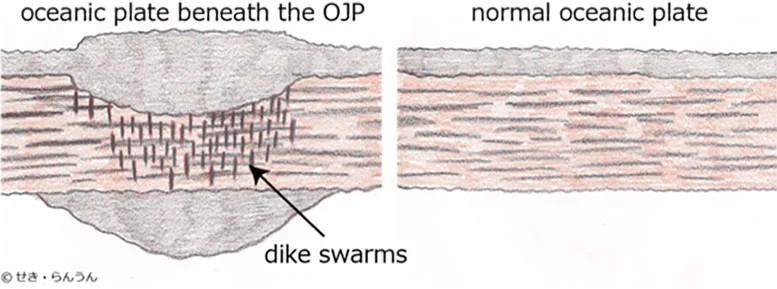 Σχηματική απεικόνιση της ωκεάνιας πλάκας κάτω από το υψίπεδο Ontong Java, όπως προκύπτει από αναλύσεις σεισμικών κυμάτων. Σεισμικές παρατηρήσεις υψηλής συχνότητας υποδεικνύουν ότι η πλάκα διαθέτει μια σύνθετη δομή, στην οποία οριζόντια στρωματωμένοι σχηματισμοί τέμνονται από σμήνη κάθετα διεισδυτικών φλεβών (dike swarms). Αυτές οι δομές σχηματίστηκαν καθώς το μάγμα, προερχόμενο από ένα θερμοχημικό μανδυακό πλούμιο, ανήλθε μέσω της πλάκας, προκαλώντας χημική τροποποίηση (επαναγονιμοποίηση/refertilization) της ωκεάνιας λιθόσφαιρας. Πηγή: せき・らんうん