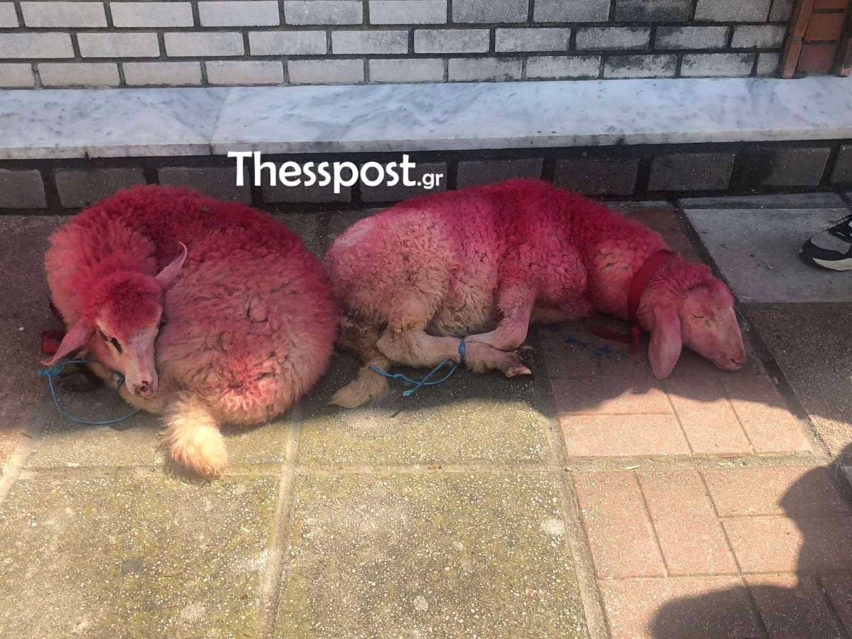 Εικόνες ντροπής στο Καλοχώρι Θεσσαλονίκης: Έβαψαν κόκκινα και έδεσαν αρνάκια έξω από εκκλησία – ΒΙΝΤΕΟ