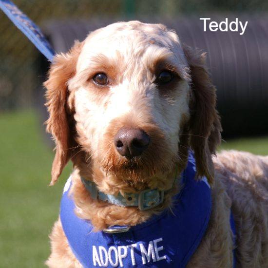 Σκυλιά, βρετανία