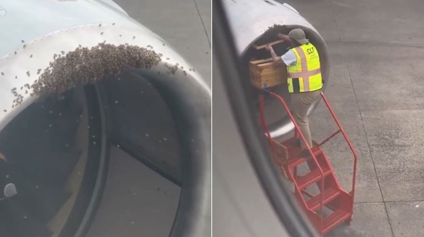 Βίντεο: Αφαίρεσαν κυψέλη μελισσών από κινητήρα αεροσκάφους πριν από την απογείωση
