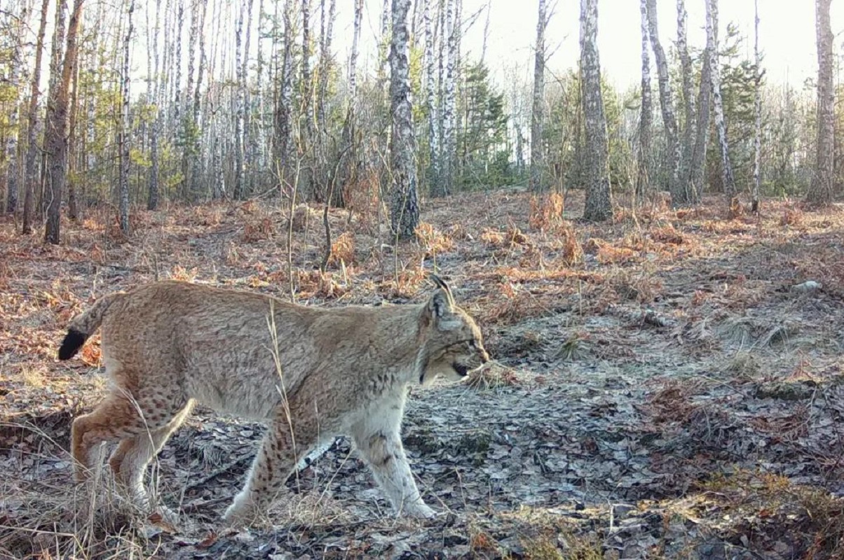 Ένας άγριος λύγκας περπατά σε δάσος μέσα στη ζώνη αποκλεισμού του Τσερνόμπιλ. (AP)