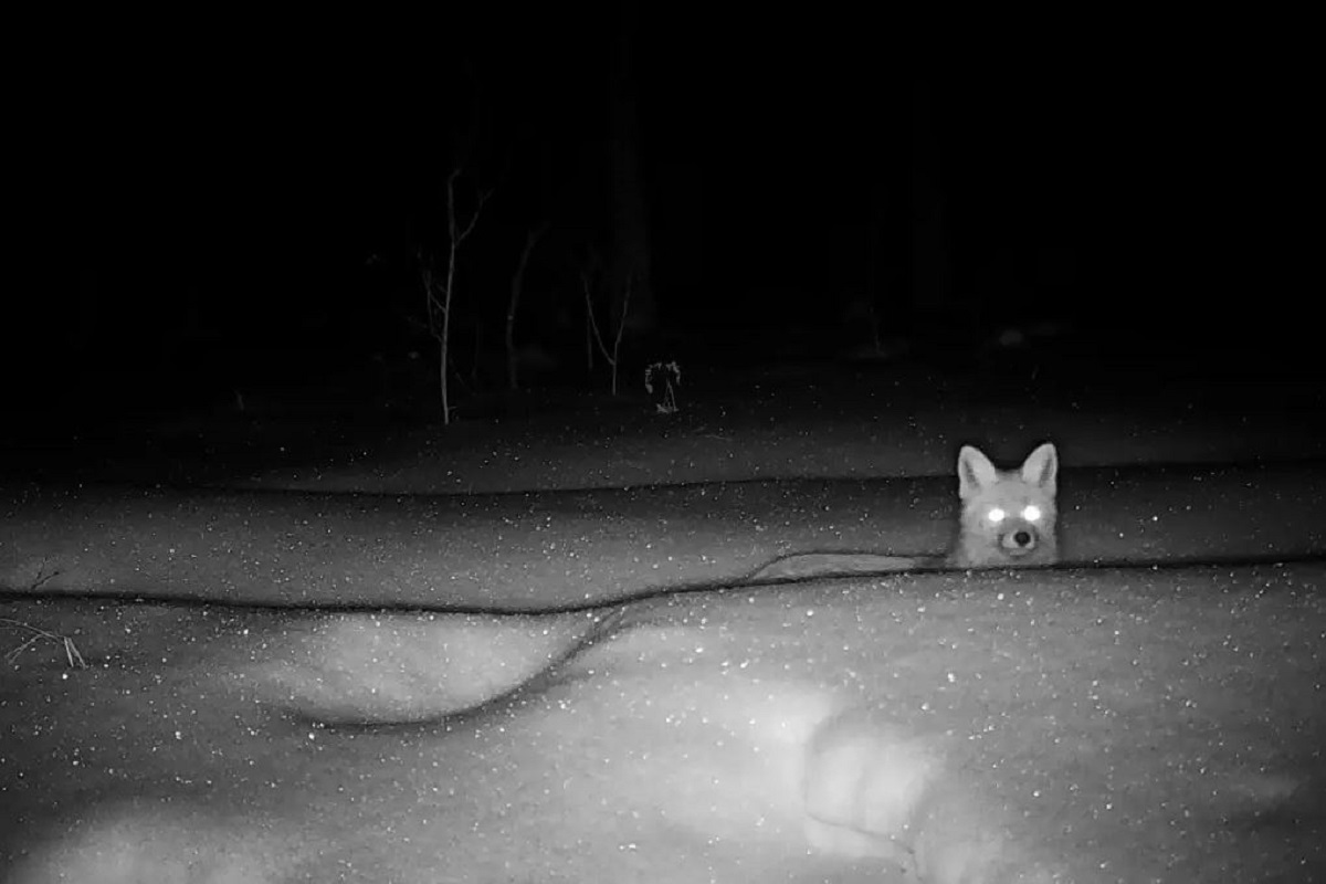 Μια άγρια αλεπού ξεπροβάλλει πάνω από έναν σωρό χιονιού κατά τη διάρκεια χειμωνιάτικης νύχτας κοντά στον πυρηνικό σταθμό του Τσερνόμπιλ. (AP)