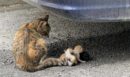 Ηράκλειο: Στήθηκε επιχείρηση διάσωσης για γατάκι που έπεσε σε πηγάδι στον Άγιο Μύρωνα - Στο σημείο κλιμάκιο της ΕΜΑΚ