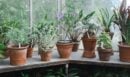 Γλάστρες χωρίς μικρόβια: Η αποτελεσματική μέθοδος απολύμανσης χωρίς χλωρίνη ή ξύδι
